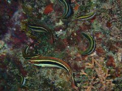 Halichoeres maculipinna