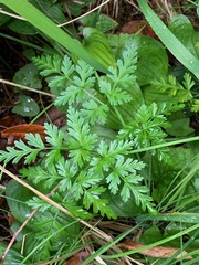 Conioselinum gmelinii