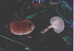 Entoloma byssisedum