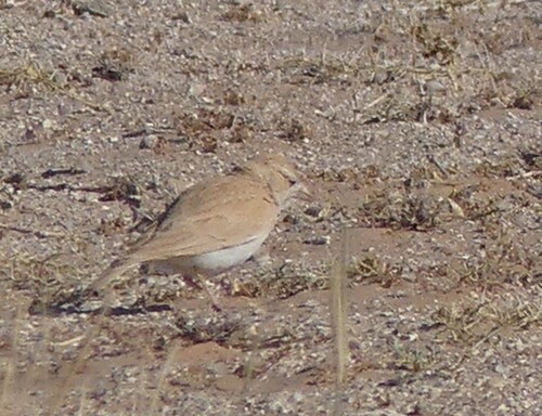 Dunn's Lark (Eremalauda dunni), photo 7