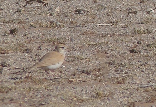 Dunn's Lark (Eremalauda dunni), photo 6