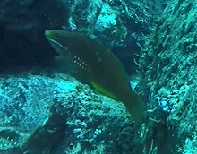 Pseudolabrus luculentus