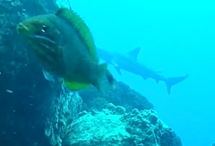 Pseudolabrus luculentus