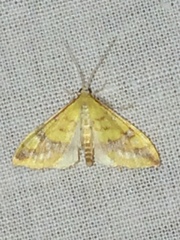 Choristostigma plumbosignalis
