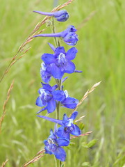 Delphinium depauperatum