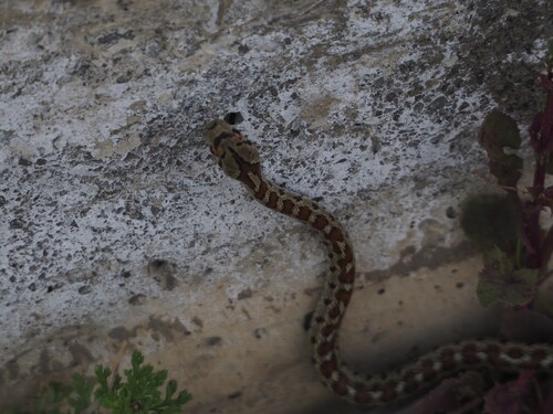 European Ratsnake