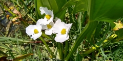 Sagittaria macrophylla