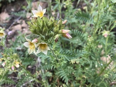 Polemonium foliosissimum