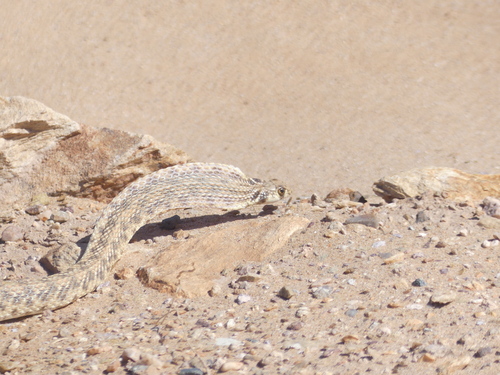 Moila Snake