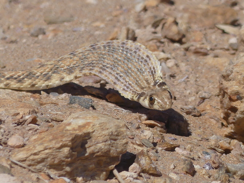 Moila Snake