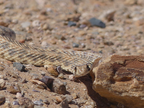 Moila Snake