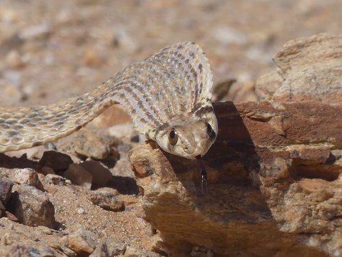 Moila Snake