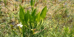 Sagittaria macrophylla