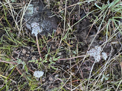 Image of Lomatium gormanii by no rights reserved