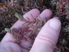 Suaeda novae-zelandiae