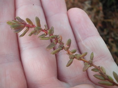 Suaeda novae-zelandiae