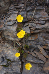 Ranunculus formosa-montanus