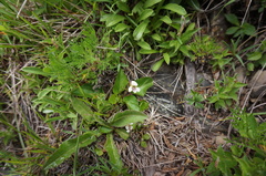 Viola adenothrix