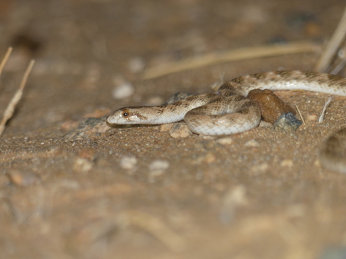 Awl-headed Snake