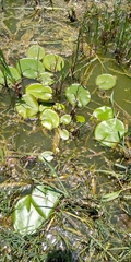 Nymphaea gracilis