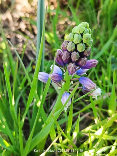 Bellevalia mauritanica, photograph 3