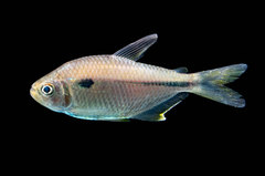 Characidae