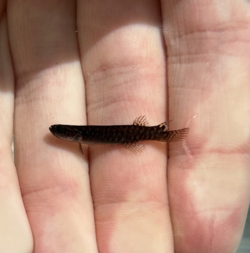 Mangrove rivulus (Kryptolebias marmoratus) — Rivulidae — 3
