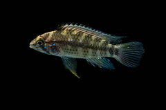 Apistogramma