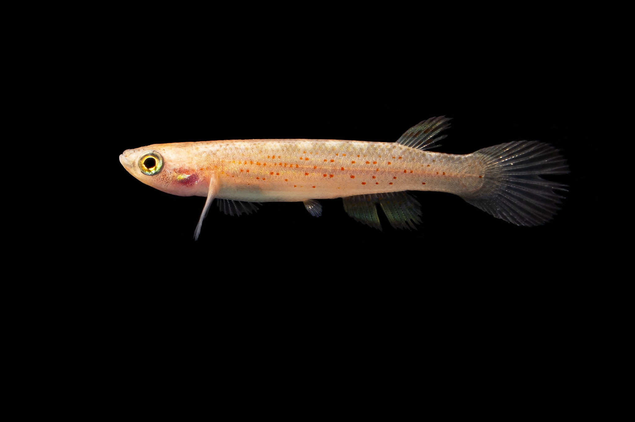 Anablepsoides intermittens