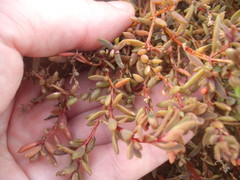 Suaeda novae-zelandiae