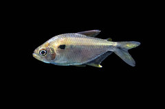Characidae