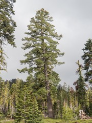 Abies magnifica shastensis