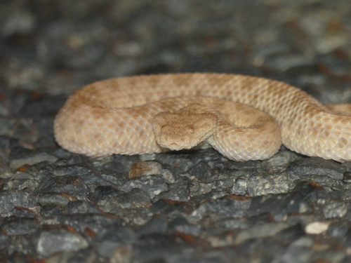 Sahara Sand Viper