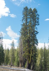 Abies magnifica shastensis