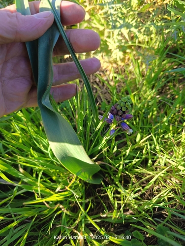 Bellevalia mauritanica, photograph 4