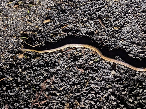 Brown Tree Snake sighting