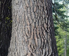 Abies magnifica shastensis