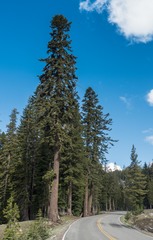 Abies magnifica shastensis