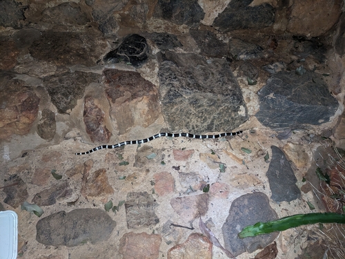 Eastern Bandy Bandy sighting