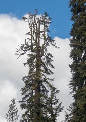 Abies magnifica shastensis