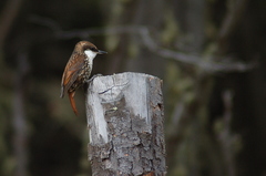 Pygarrhichas albogularis