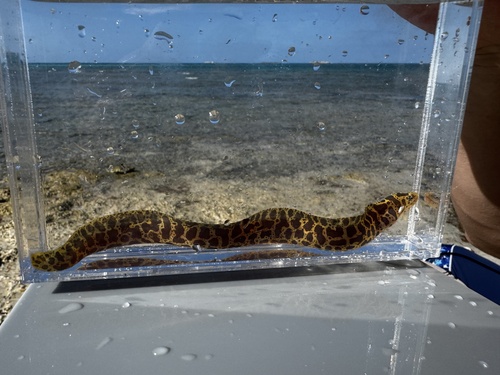 Chain moray (Echidna catenata) — Muraenidae — 3