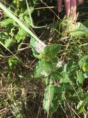 Ceanothus americanus
