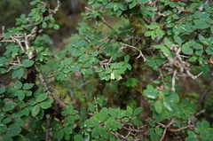 Lonicera kawakamii