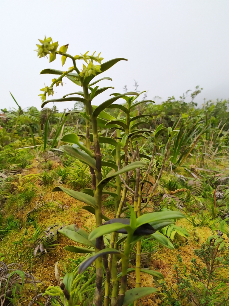 Epidendrum urbanianum Cogn. 4