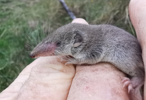 Pygmy White-toothed Shrew