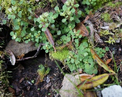 Chrysosplenium hebetatum