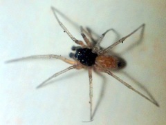 Ostearius melanopygius