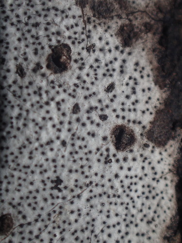 Biscogniauxia atropunctata (Schwein.) Pouzar