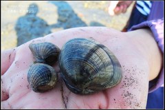 Ruditapes philippinarum